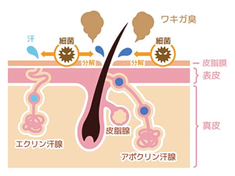 ワキガ 外国人|ワキガを気にするのは日本だけ？体臭の国による違い。